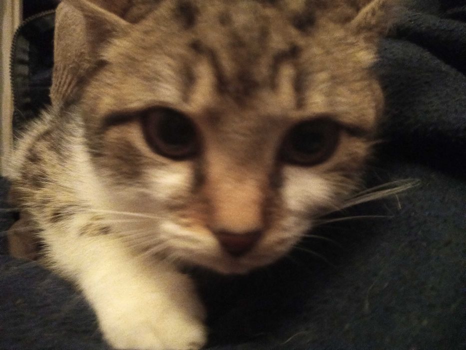 Oddam kotki: kota i kotkę