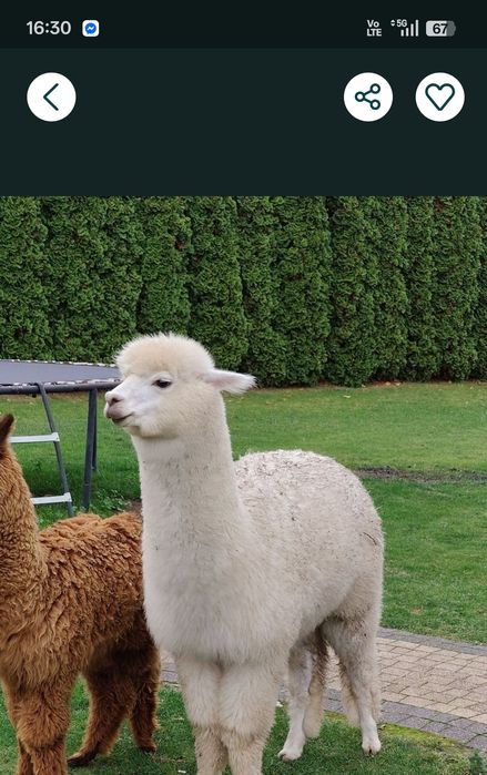 Roczna Samica Alpaki