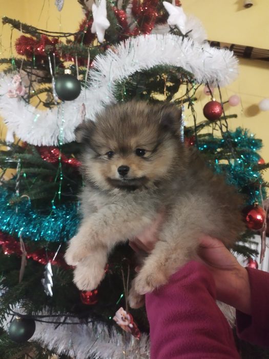 Pomeranian Zkwp szpic miniaturowy
