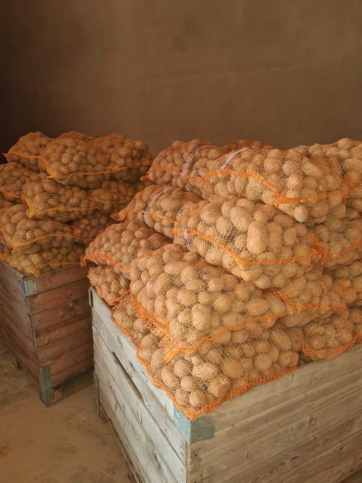 Ziemniaki jadalne Wineta, Soraya, Queen Anna, Colombo, Lord