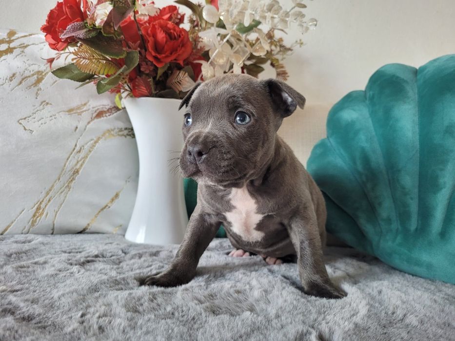 Urocza suczka Amstaff!