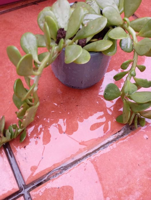 Planta suculenta em vaso cerâmico