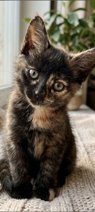 Котёнок девочка черепахового окраса