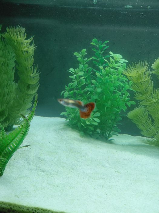 Samczyk gupika pawie oczko