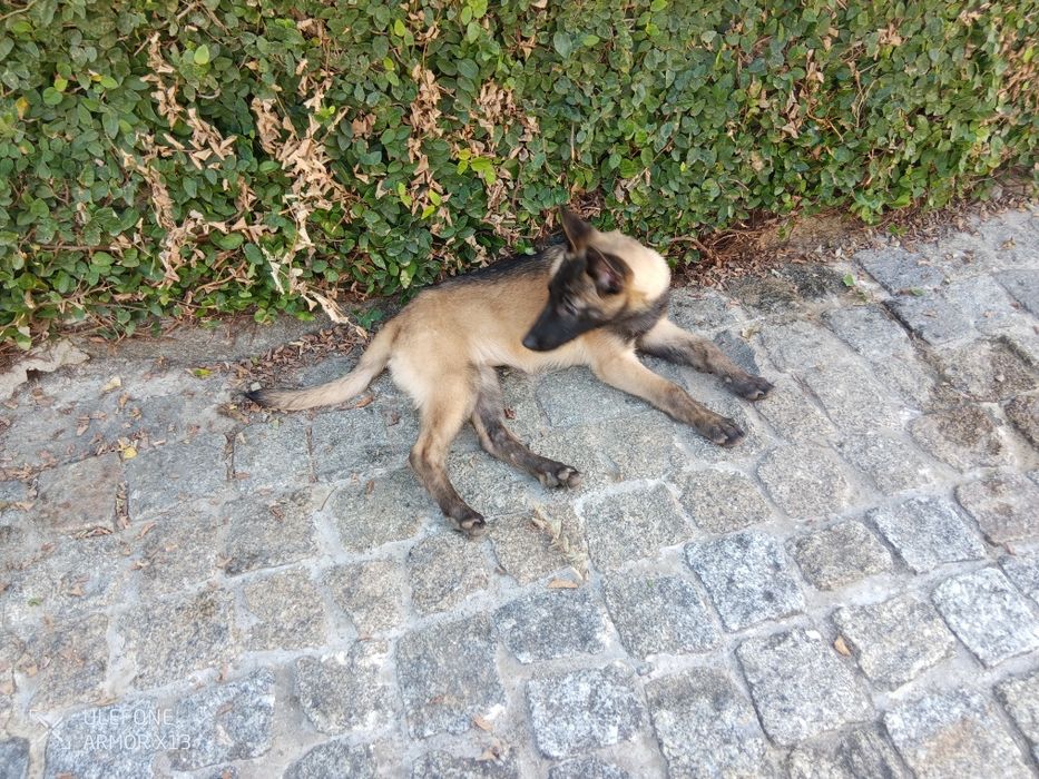 Pastor Belga Malinois fêmea