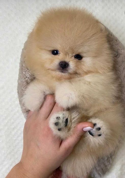 !!! Maleńa misia pomeranian mini