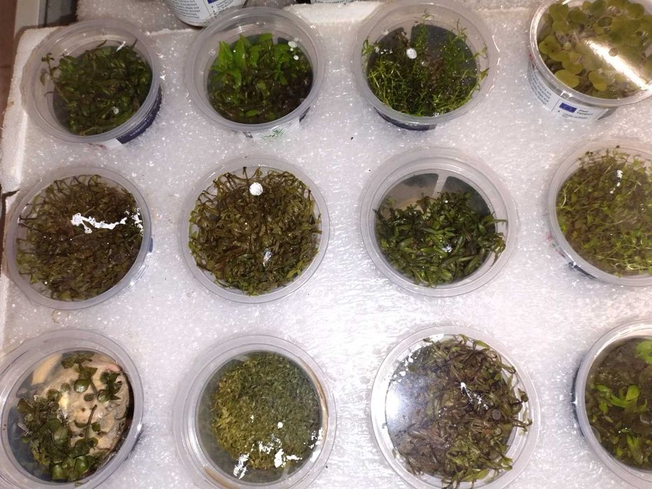 Rośliny akwarium   invitro