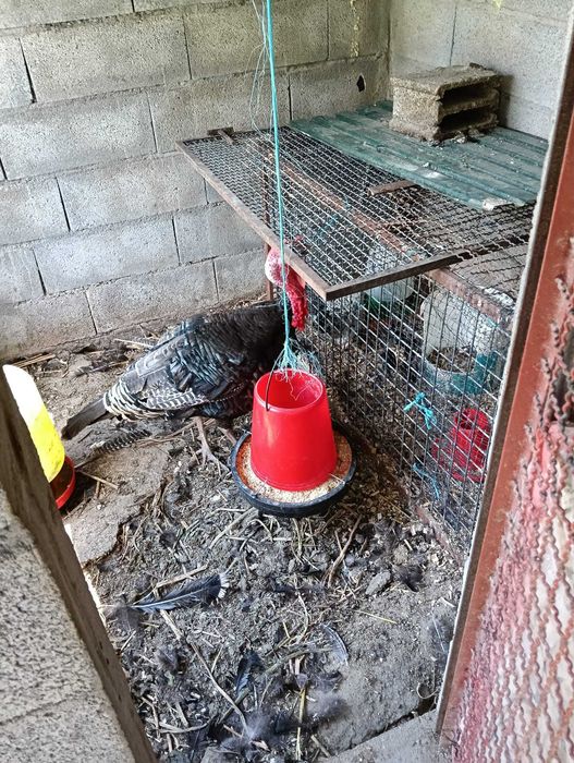 Vendo perus juvenis