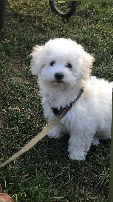 бішон фрізе вʼязка