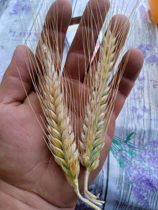 Pszenica worek 25 kilo cena 25 zł prosto od rolnika wysyłka inpost