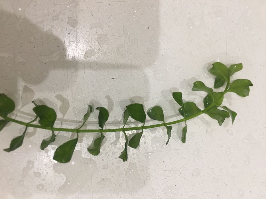 Растения аквариумные