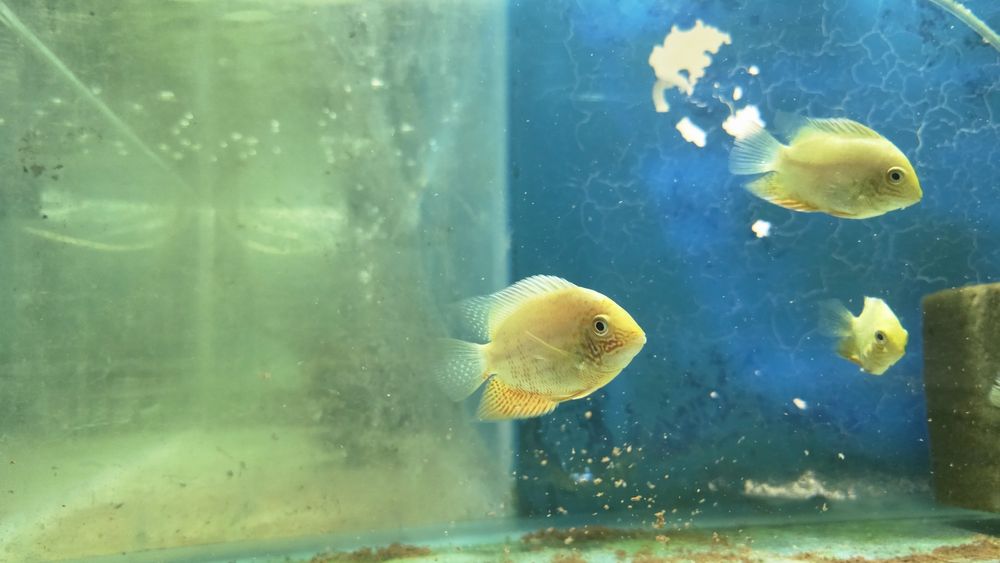 Vendo severum gold