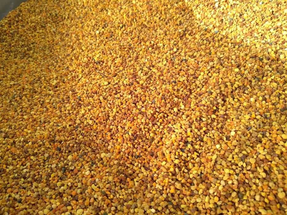 pyłek pszczeli miód pasieka okłady roje matki ule ramaki ŚWIEŻY