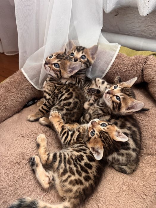 Бенгальські кошеннята.