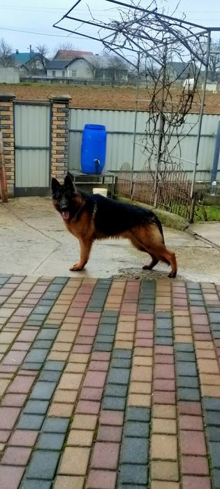 Молодий кобель на в'язку