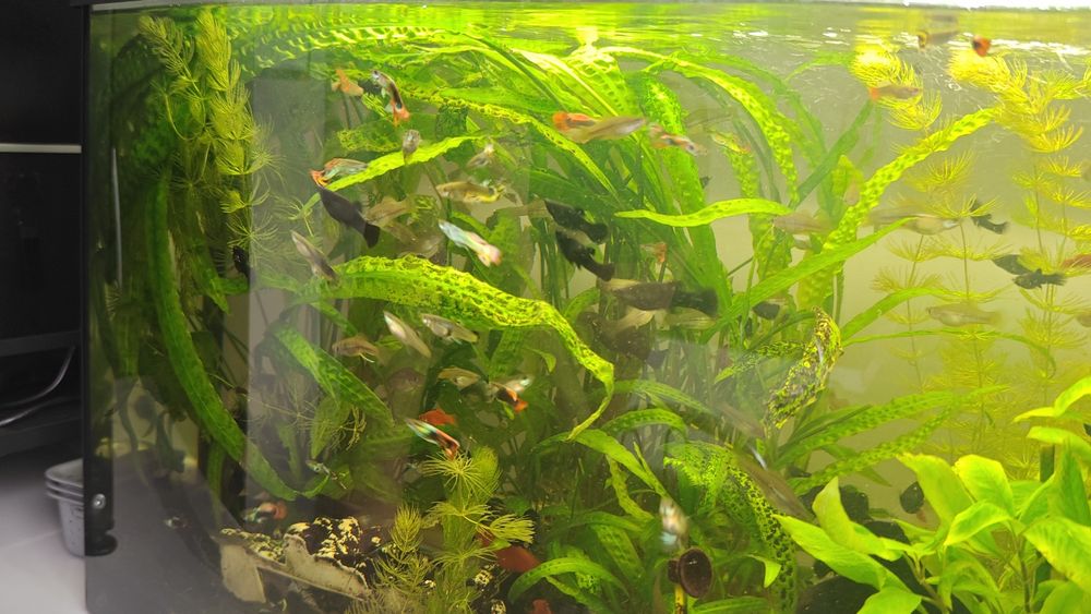 Pawie Oczka Molinezje Czarne Mieczyki