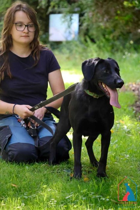 Młoda, wesoła, przyjazna, fajna sunia szuka domu