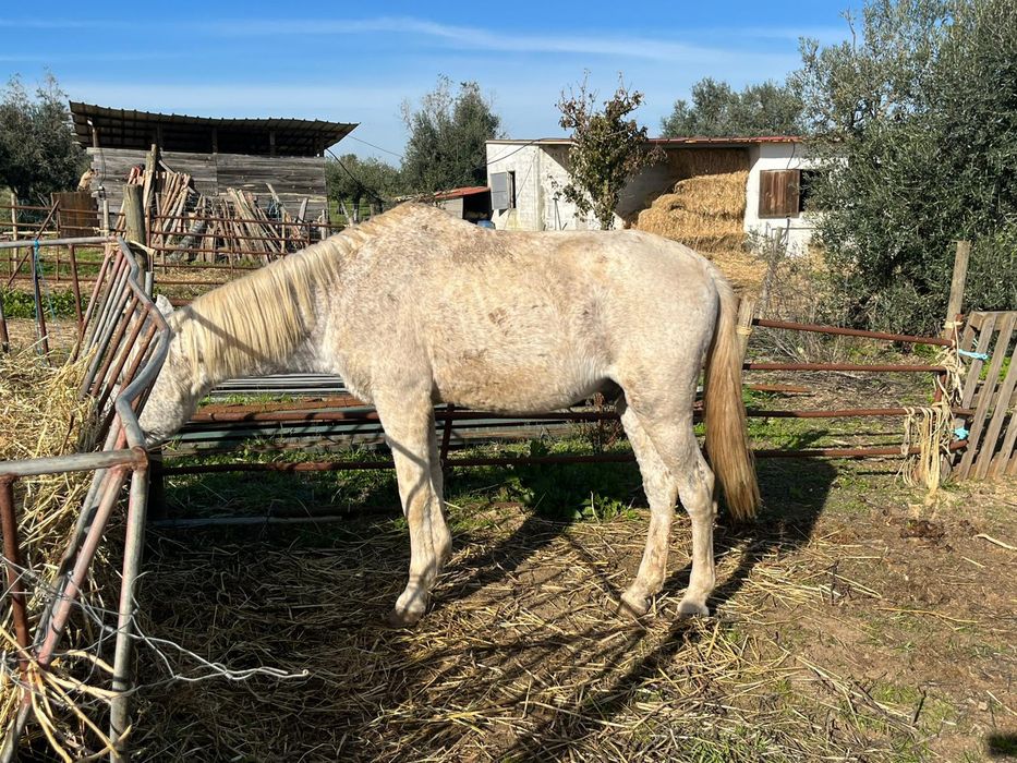 Cavalo muito manso montado