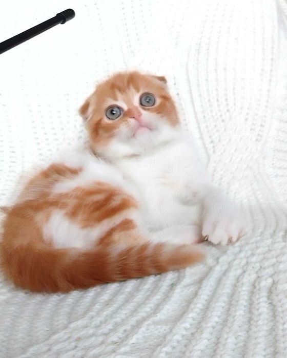 Шотландская красавица с самой милой мордуленцией red blotched tabby