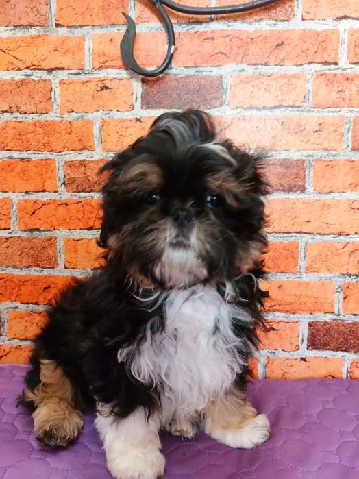 Chłopiec Shih-tzu do odbioru