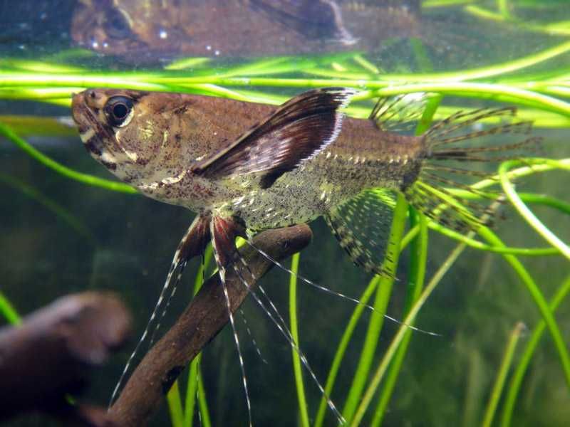 GB Motylowiec "Ryba Motyl" - dowóz ryb!