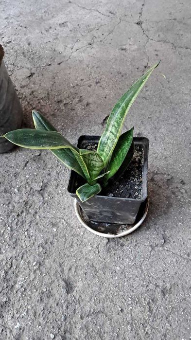 кімнатні  квіти  Сансевієрія 3 види