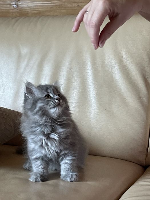 КиціБританська довгошерста та Британська короткошерста