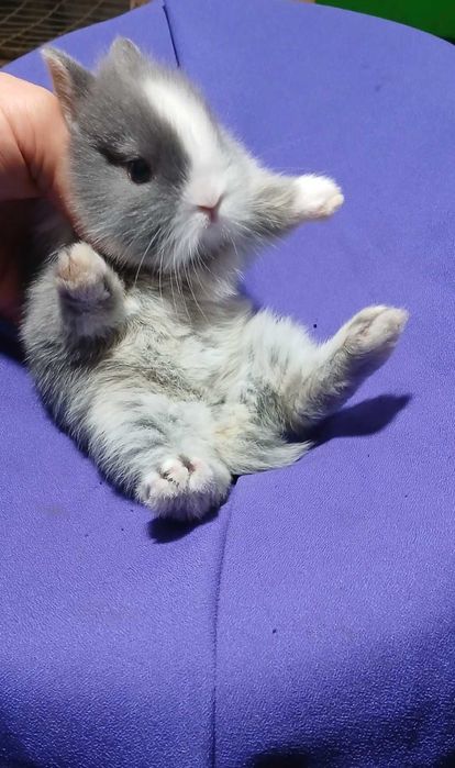 Декоративний кролик,  карликовий кролик