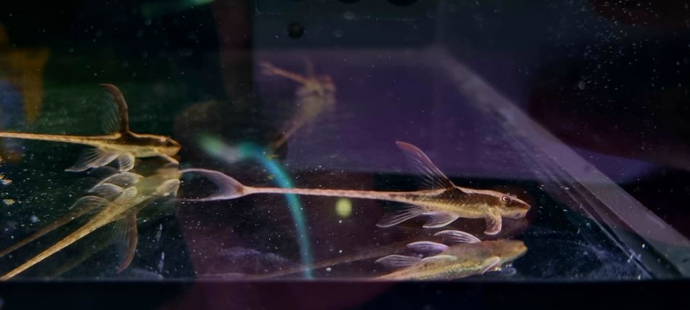 Sturisoma aureum