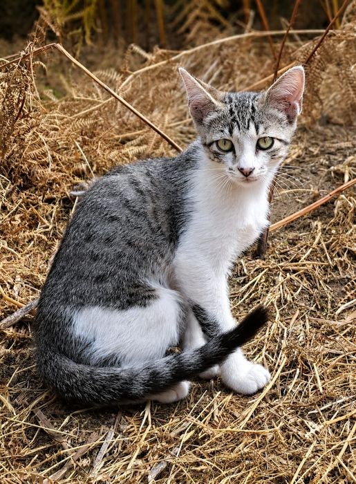 Gatinhos para adoção responsável – cerca de 4 meses