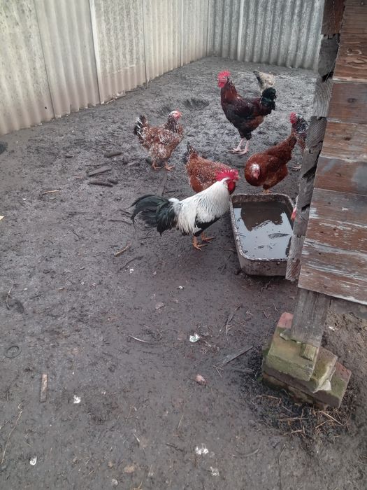 Кури легорн сіра несучка Італійска