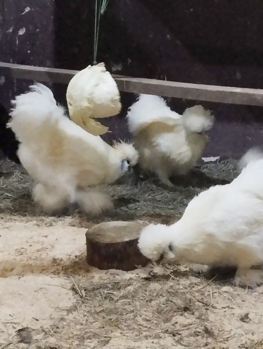 Півник Китайський Шовковий