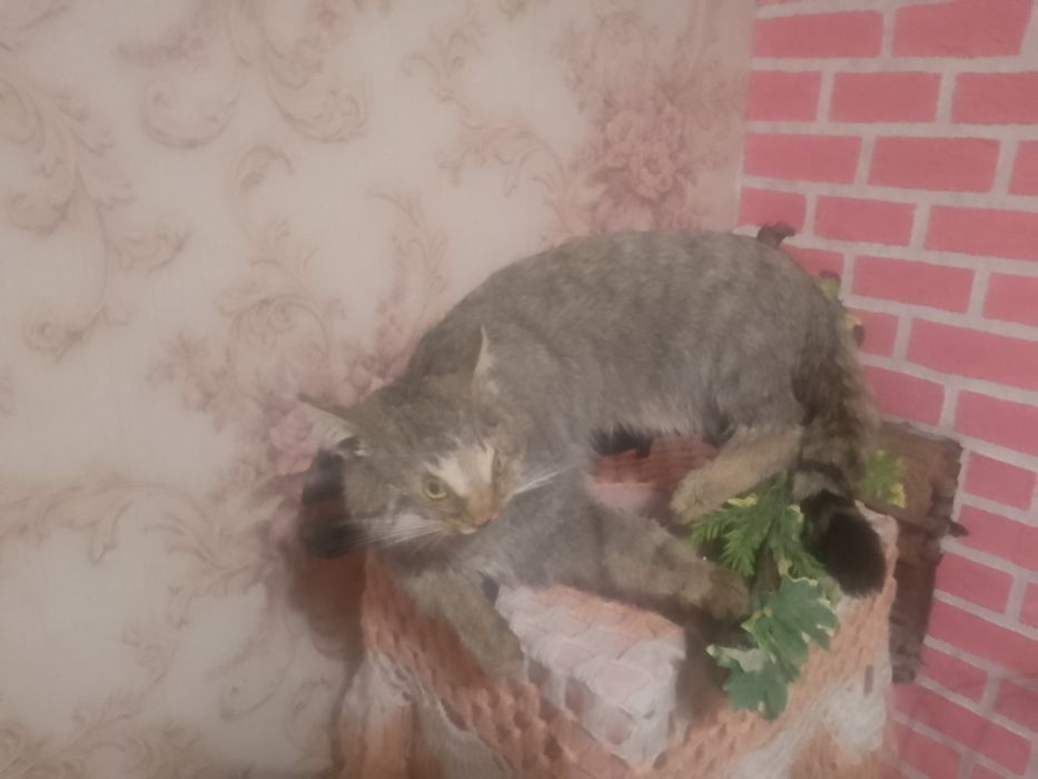 Продам чучало лісового кота