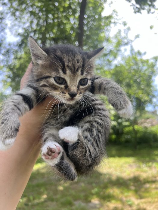 Кошенята у добрі руки