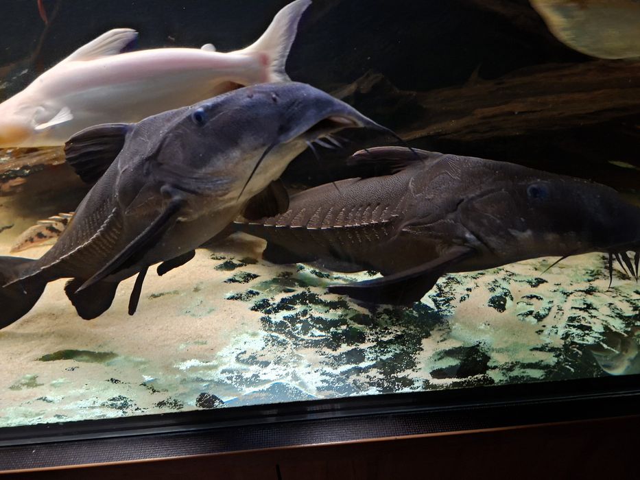 Oxydoras niger sprzedam