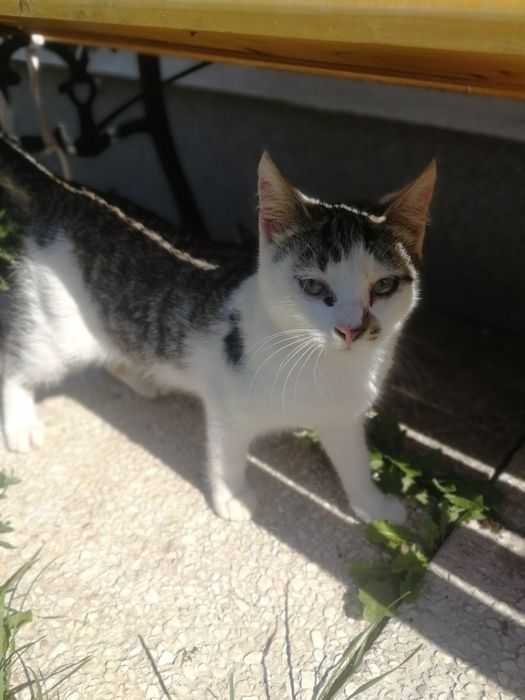 Kotki do adopcji