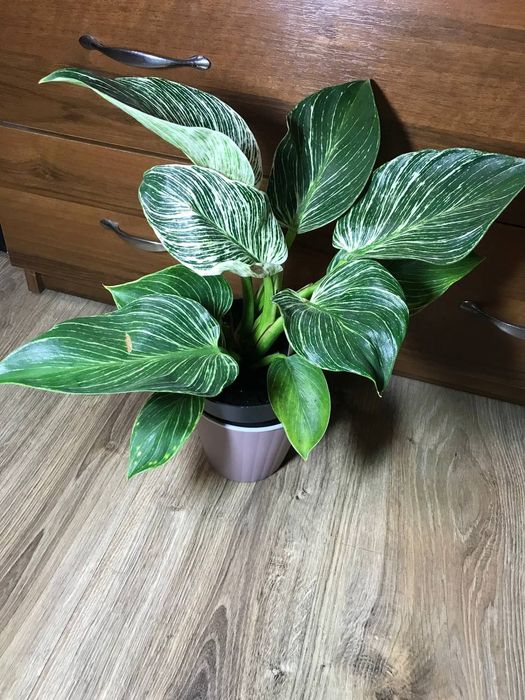 Філодендрон Біркін