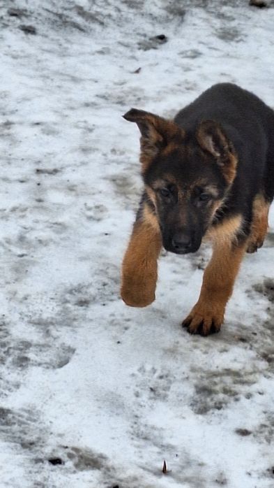 Sprzedam owczarka niemieckiego krótkowłosego