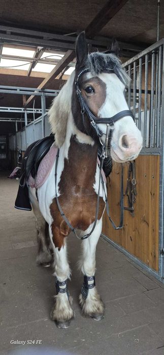 Klacz Irish cob piękna, bezpieczna, do sportu- elektryczna skoczna