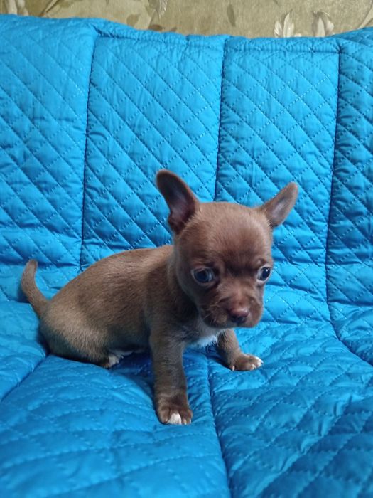 Продам Мальчики чихуахуа