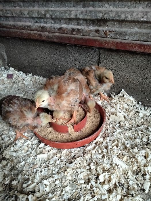 Pintos machos ou fêmeas