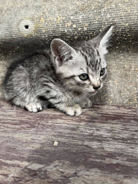 Віддам котика в добрі руки