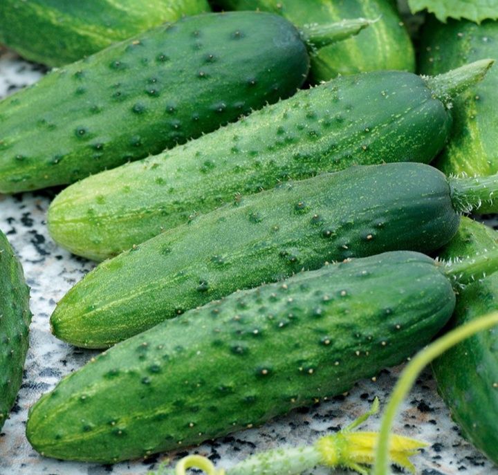 Ogórek śremski stara odmiana dostałem od 90-letniej Kobiety nasiona