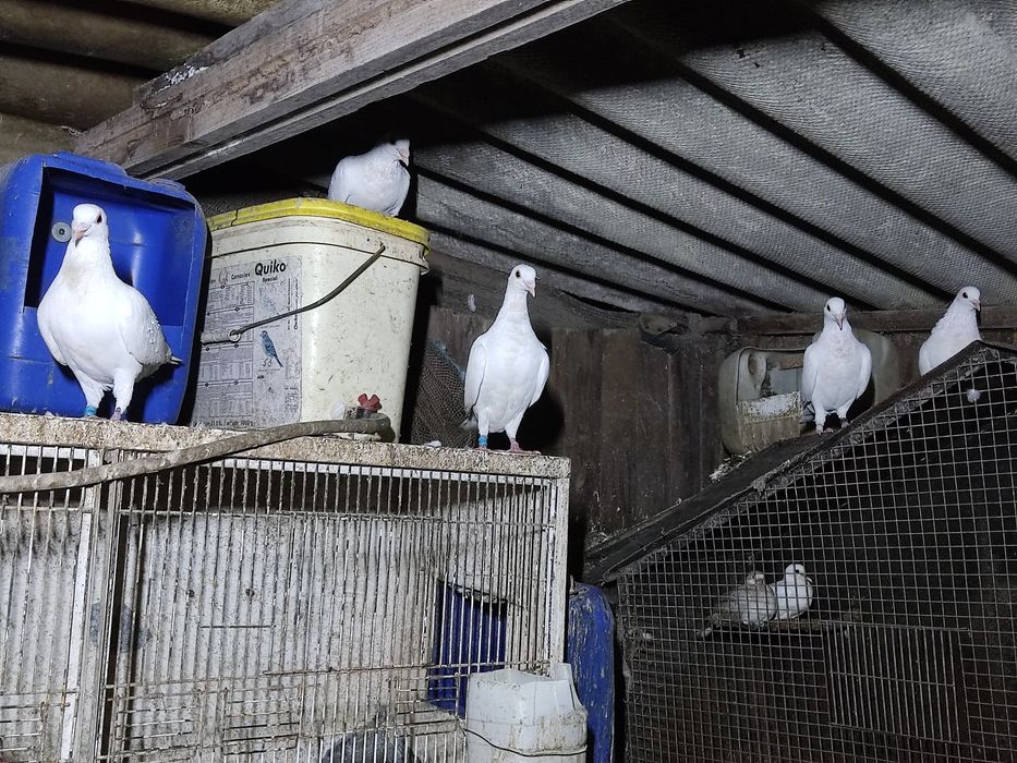 Alugo Pombos brancos