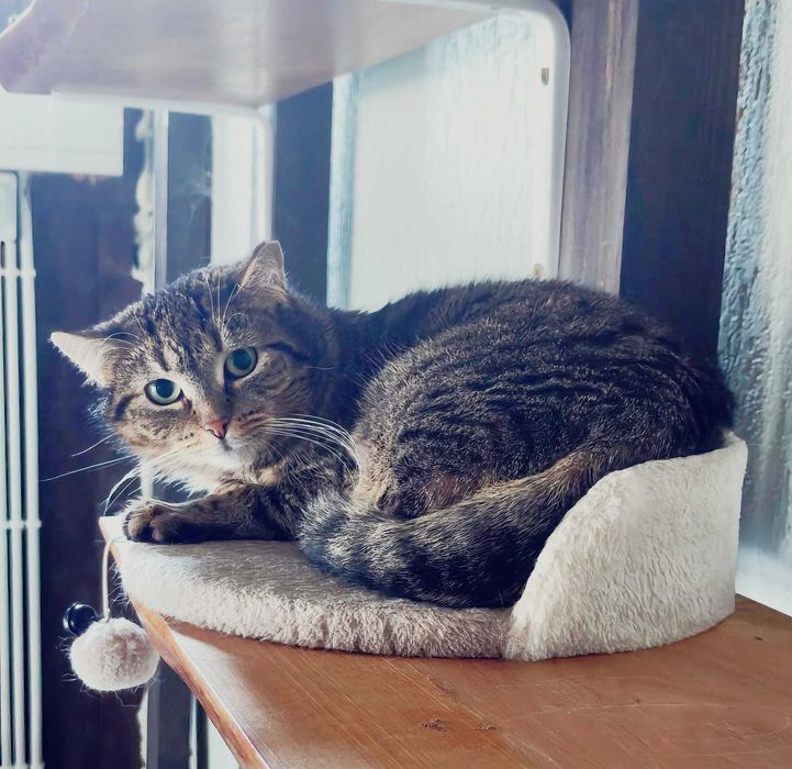 Chili szuka cierpliwego opiekuna