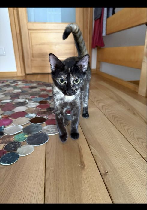 Kotka Melania szylkretka do adopcji