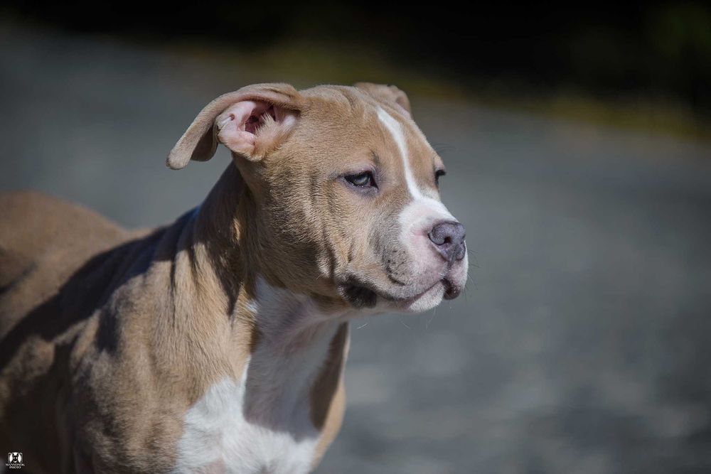 Паливо-блакитна та блакитна дівчинки амстафф стафф стаффорд