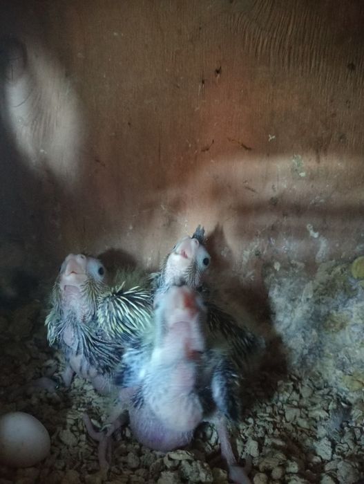 Vendo caturras  e agapórnis rosicollis de bom porte