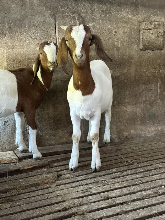Cabras boer casal