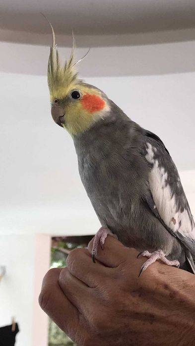 Alojamento familiar para animais / pet sitting / hotel para animais / banhos / tosas / passeios